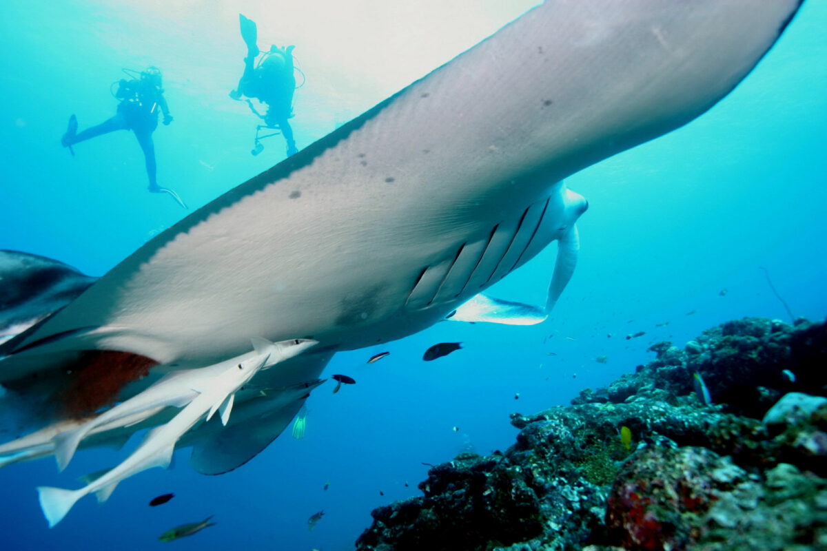 Galapagos-scuba-diving-manta-ray