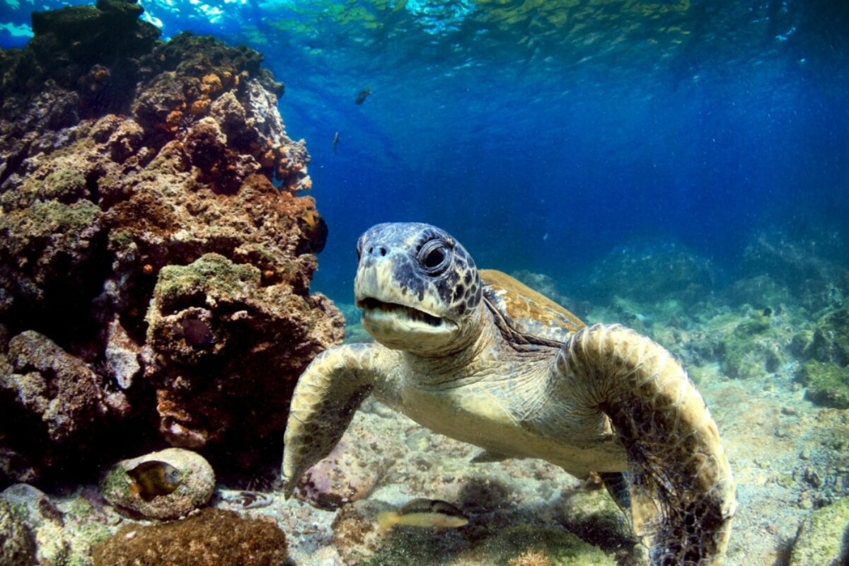 Galapagos-snorkel-turtle