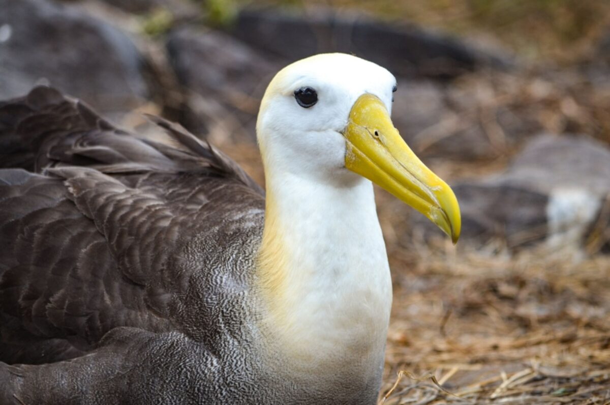 Genovesa Waved Albatross