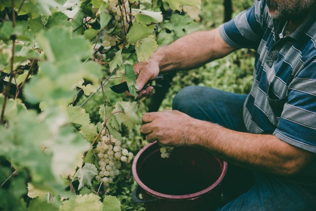 Georgia Kakheti region farmer grape picking