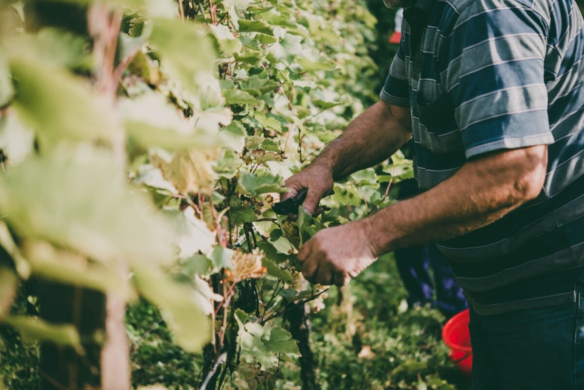 Georgia Kakheti region farmer grape picking2