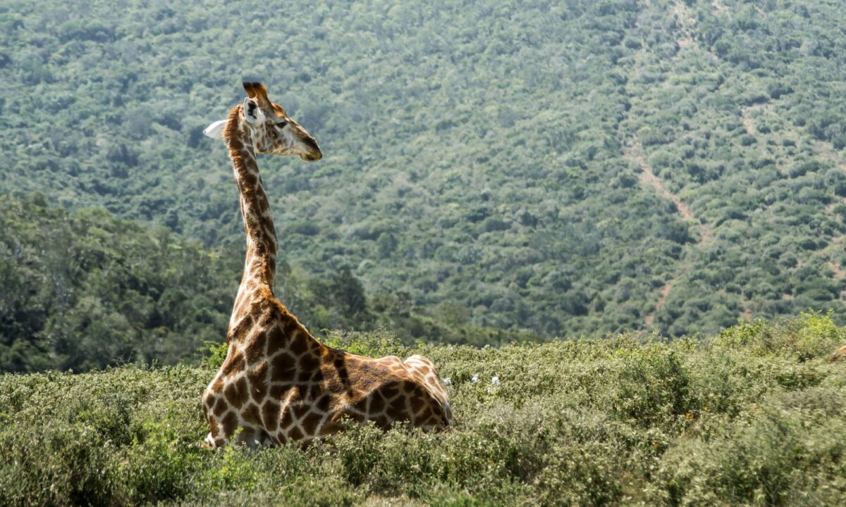 Giraffe Kariega Game Reserve south africa