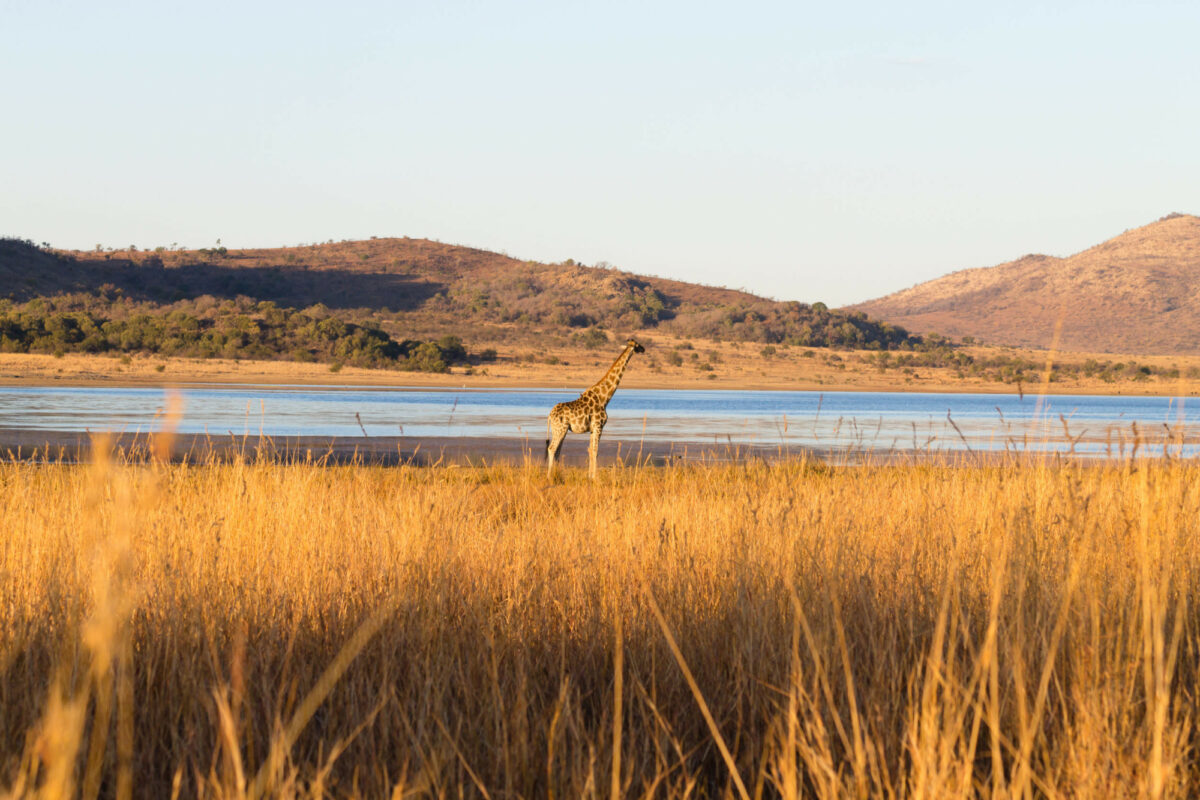 Giraffe close up from Pilanesberg National Park South Africa