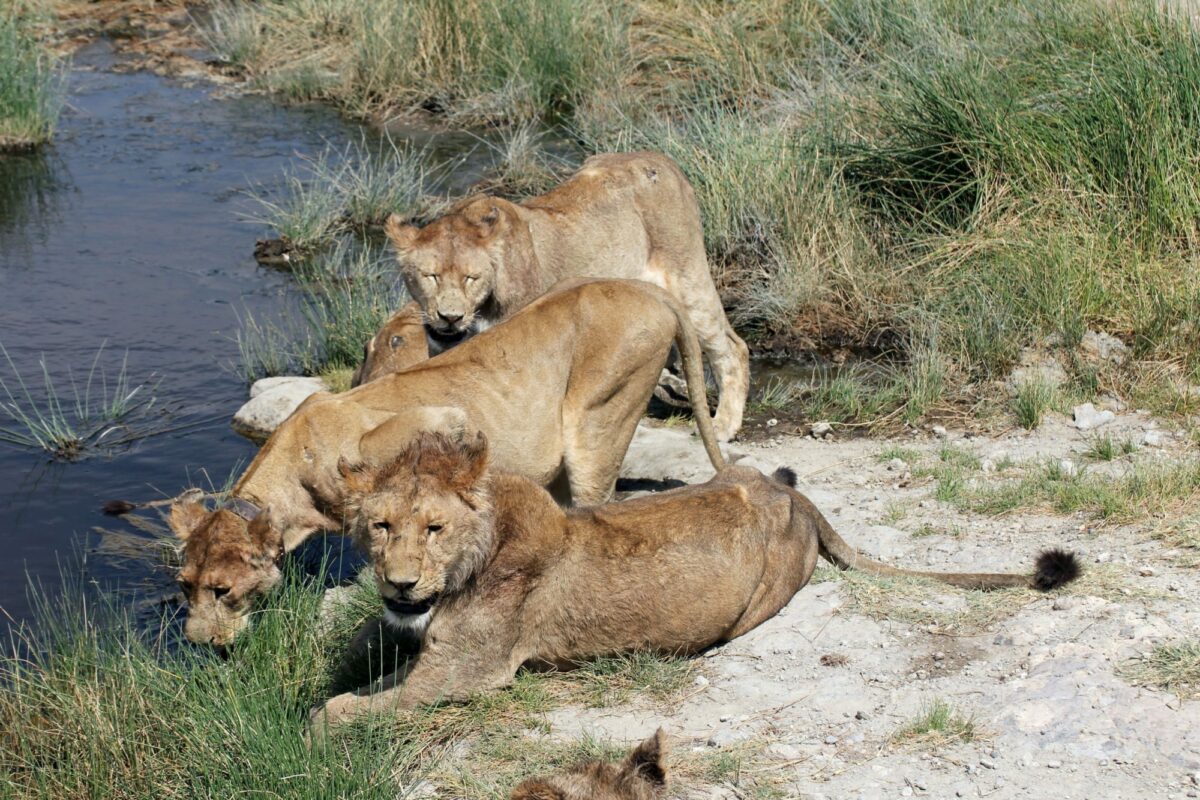 Group of lions drinking at Seronera river