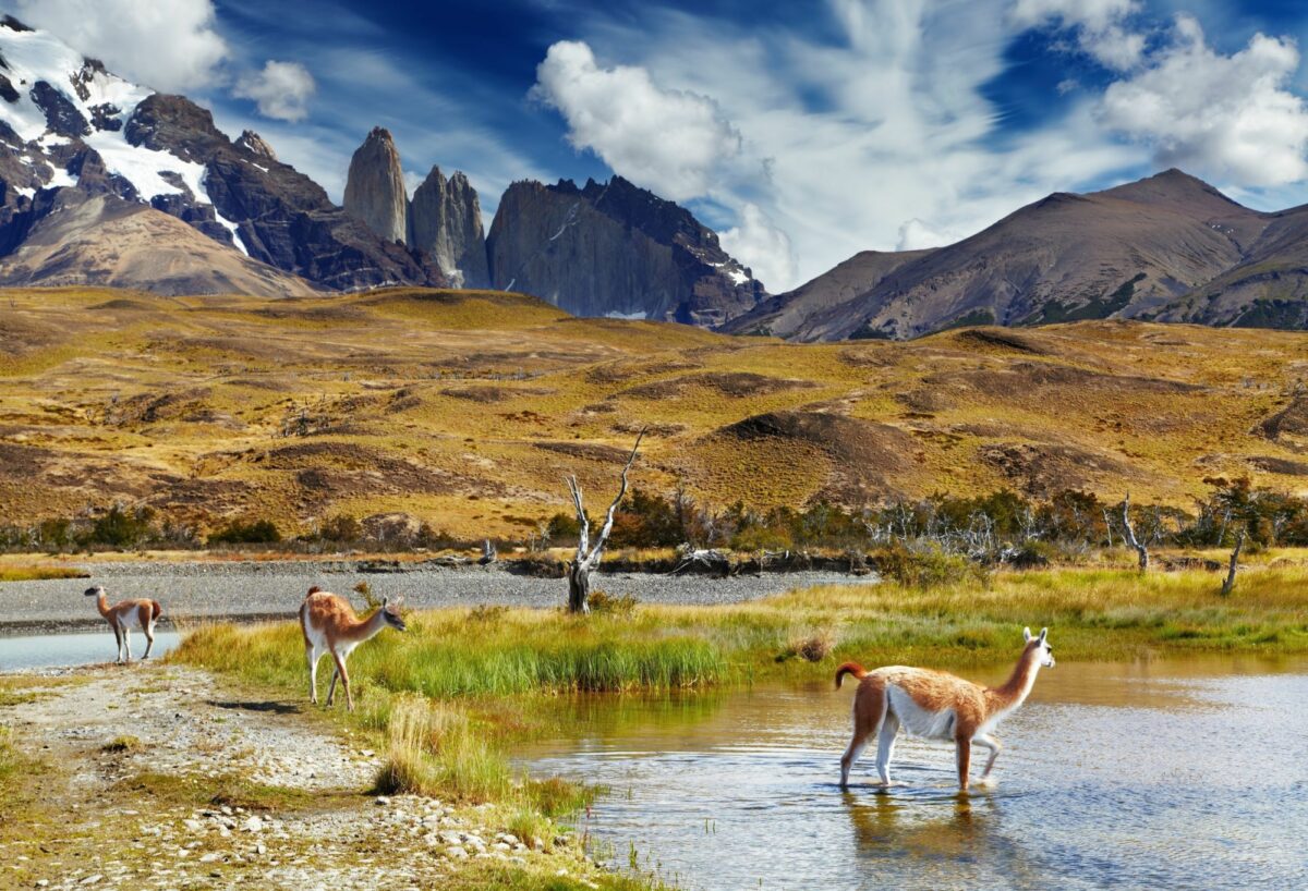 Guanaco-in-Torres-del-Paine-National-Park-Patagonia-Chile