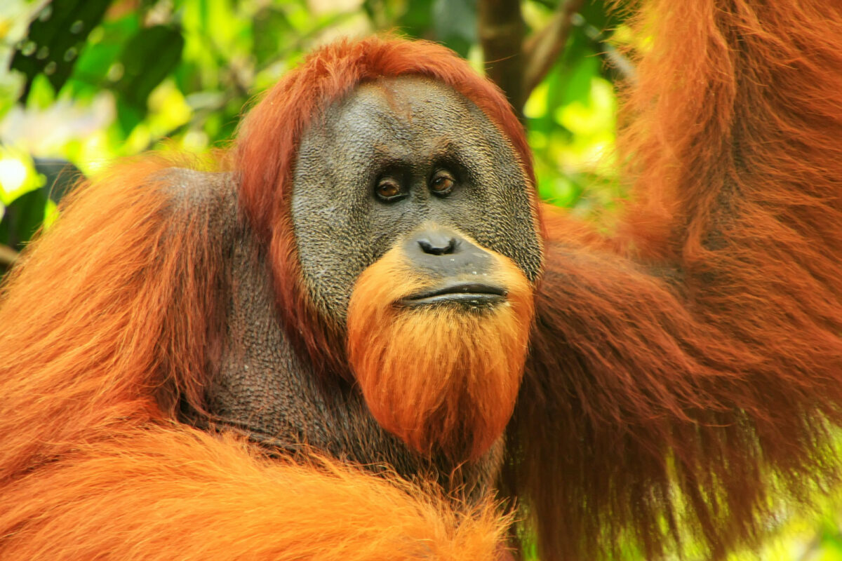 Gunung Leuser National Park Sumatra Indonesia male orangutan