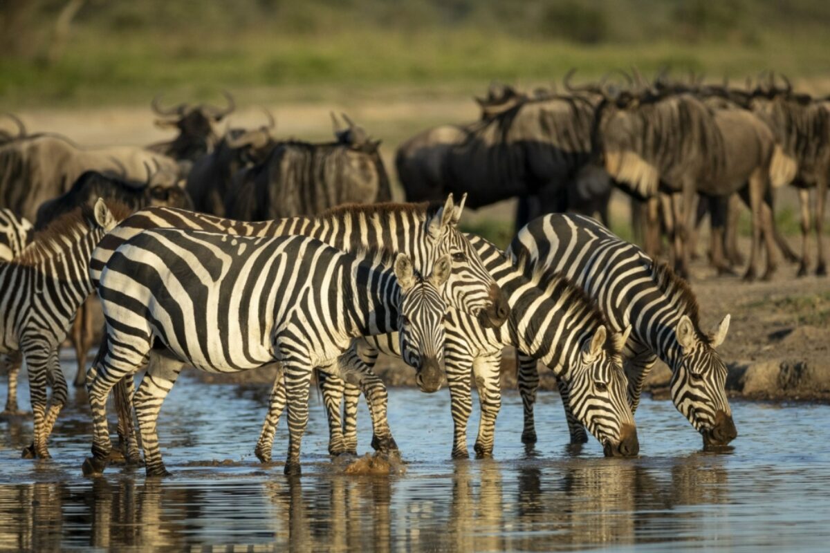 Herd of zebras standing in shallow river drinking water in golden afternoon sunlight in Ndutu Tanzania