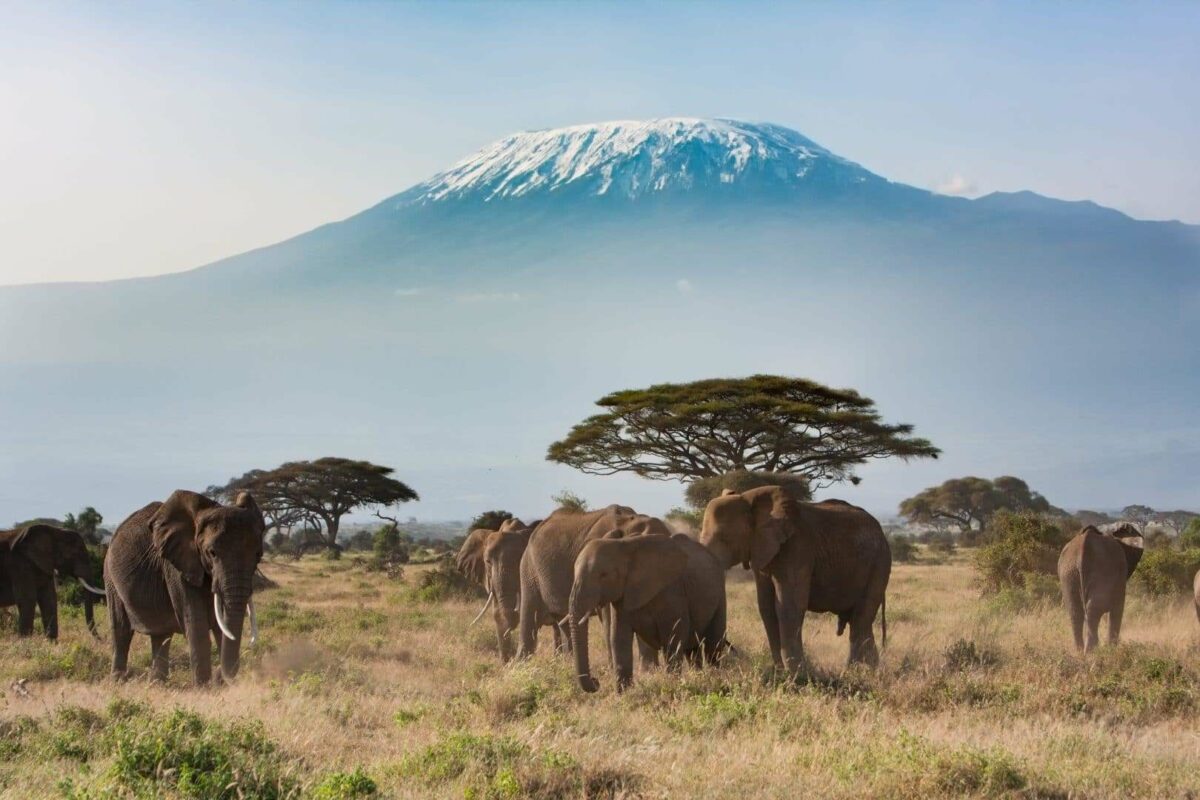 Highlights of Kenya Amboseli
