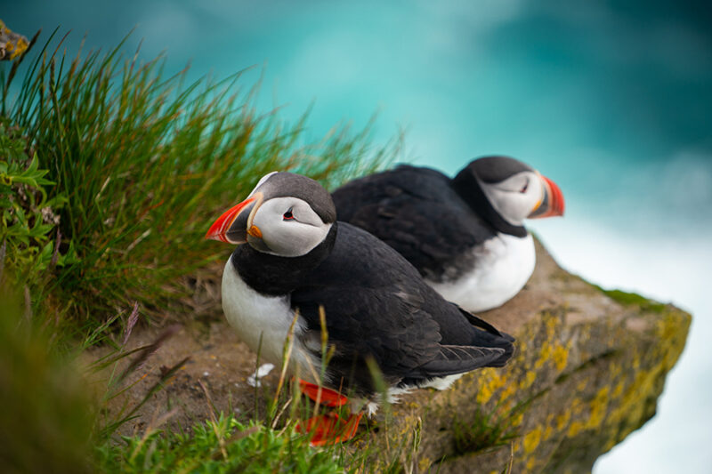 Iceland puffin lowres