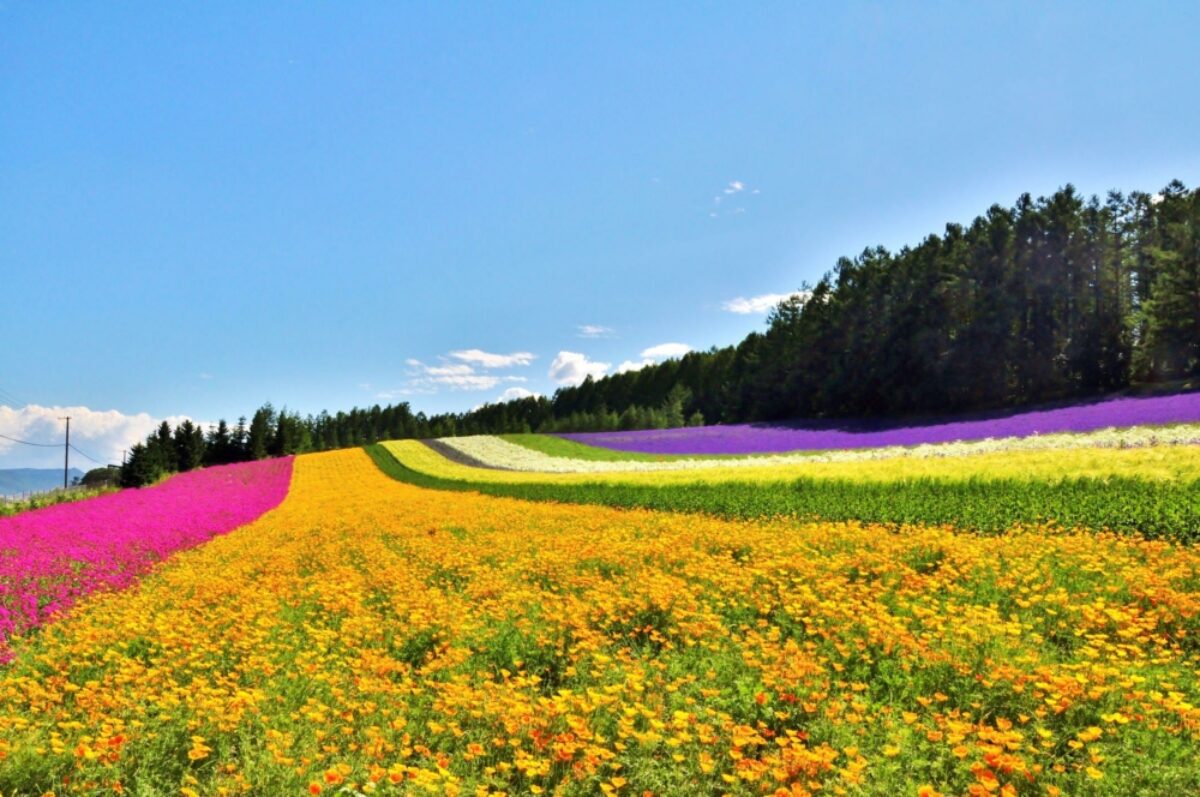 Japan Hokkaido Beautiful flower field on the hill at Furano