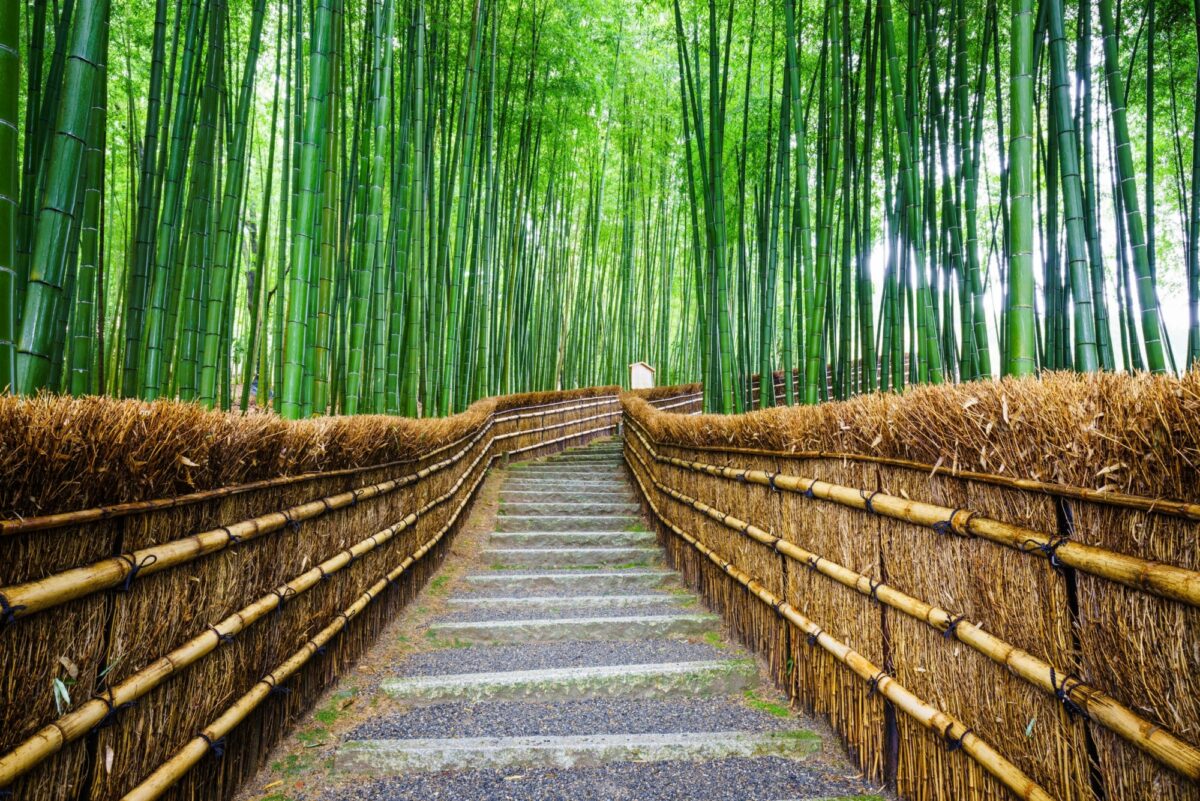 Japan Kyoto Path to bamboo forest Arashiyama