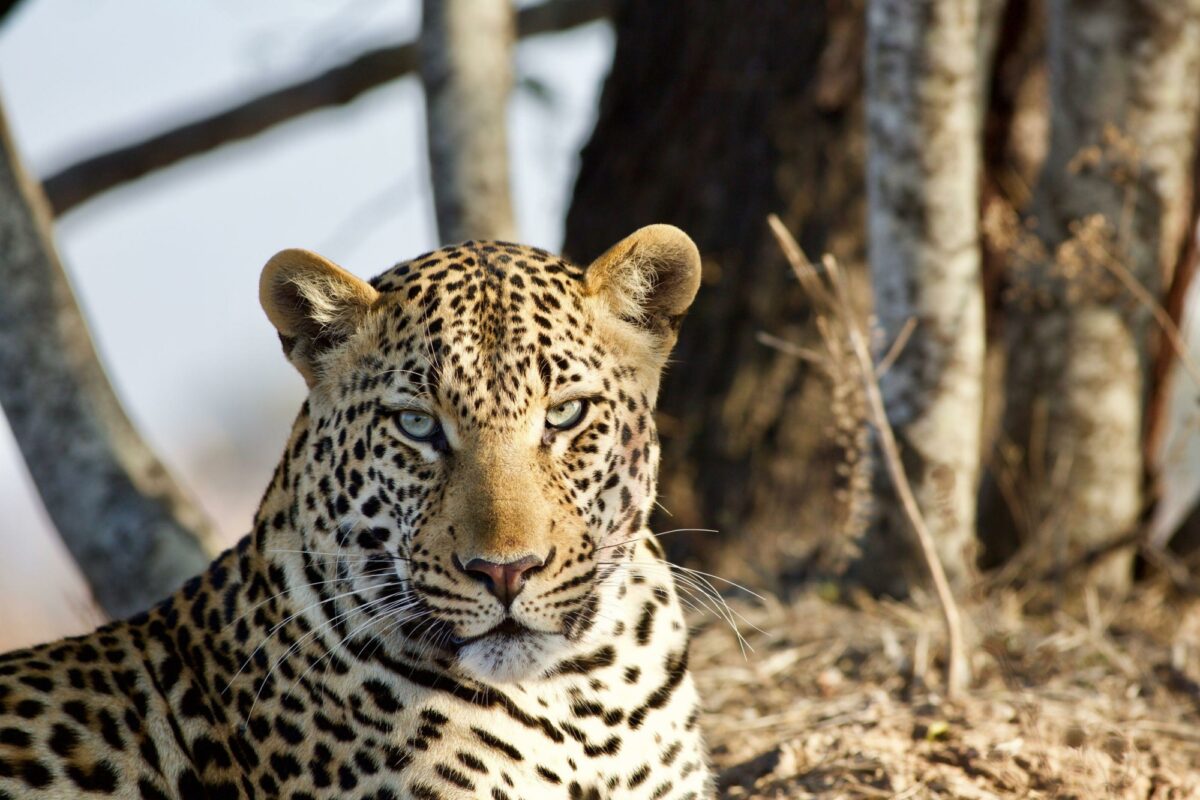 Kafue National Park leopard