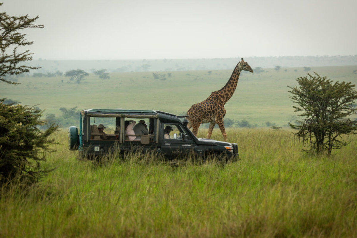 Kenya masai mara giraffe