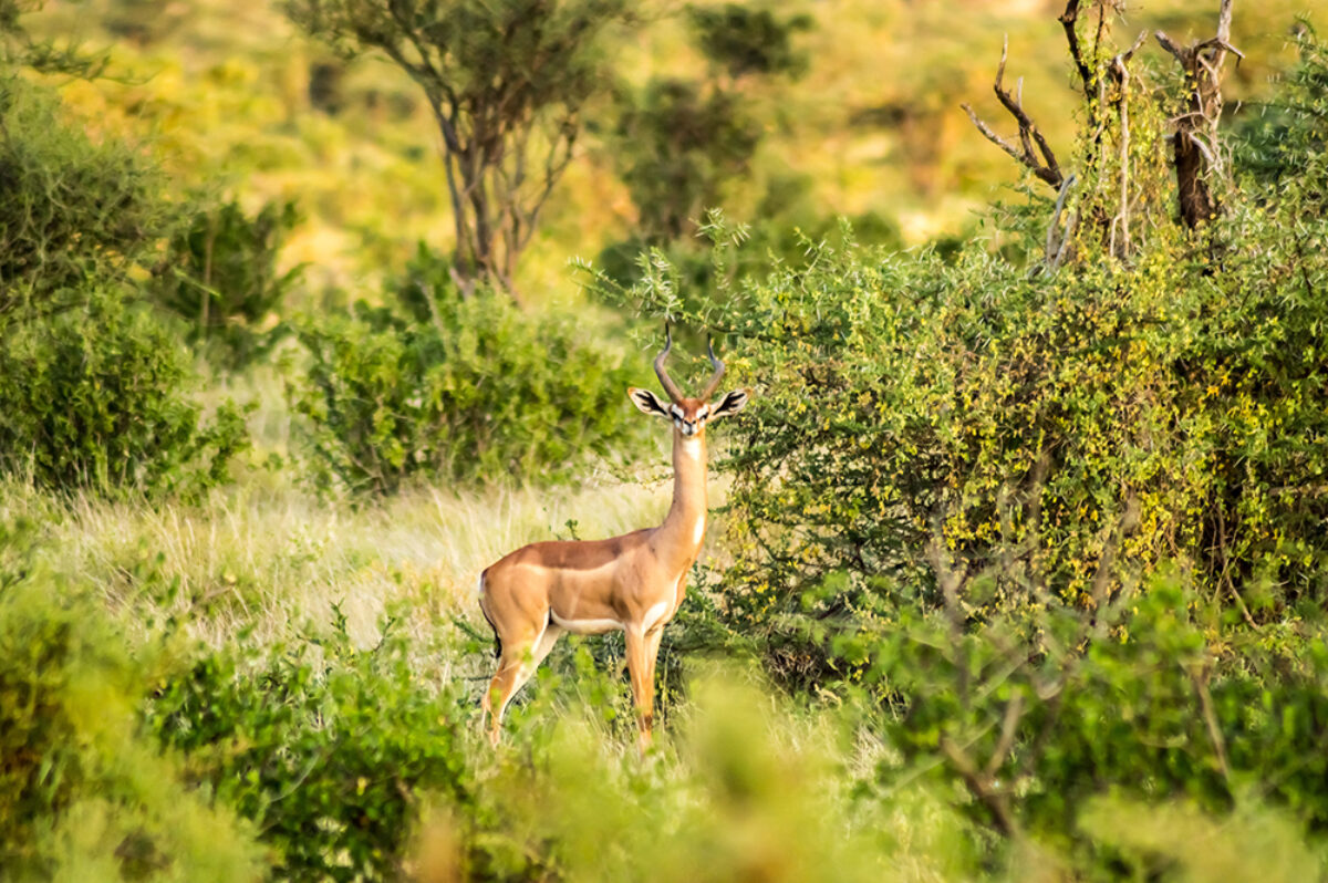 Kenya Giraffe antelope in the savannah of Samburu Park lowres