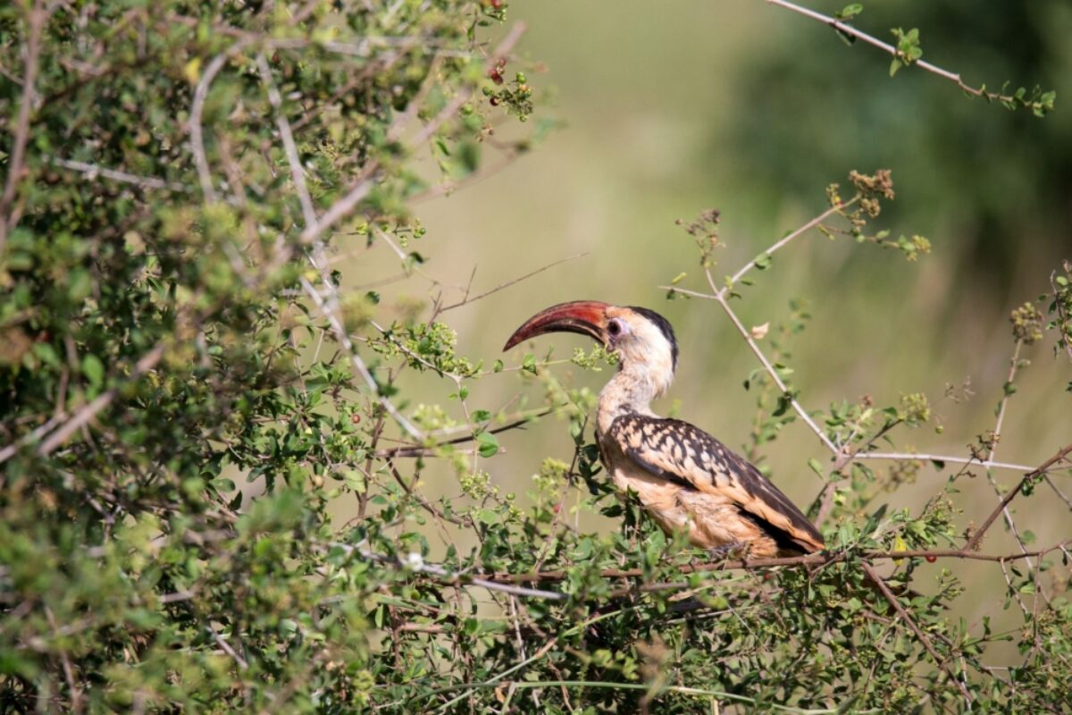 Kenya Laikipia bird