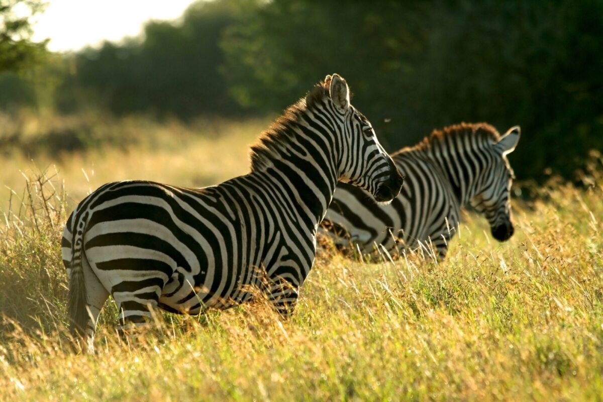 Kenya Laikipia mpala research centre zebra
