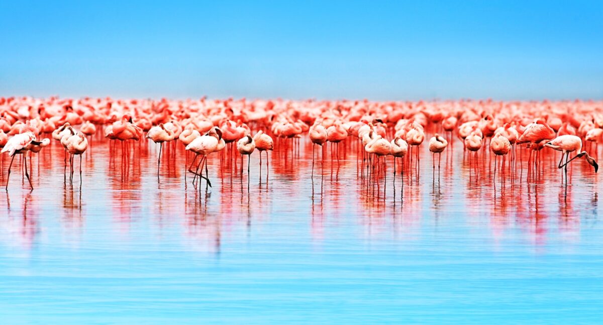 Kenya_Lake Nakuru