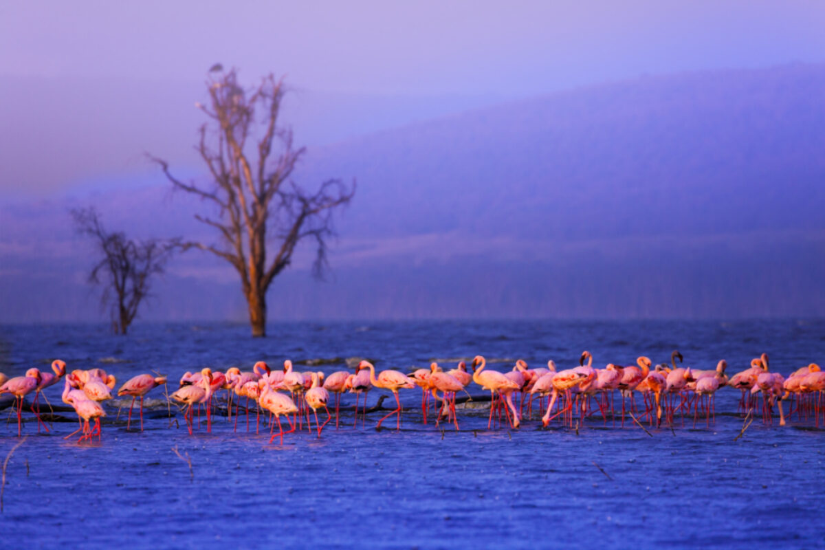 Kenya_Lake Nakuru2