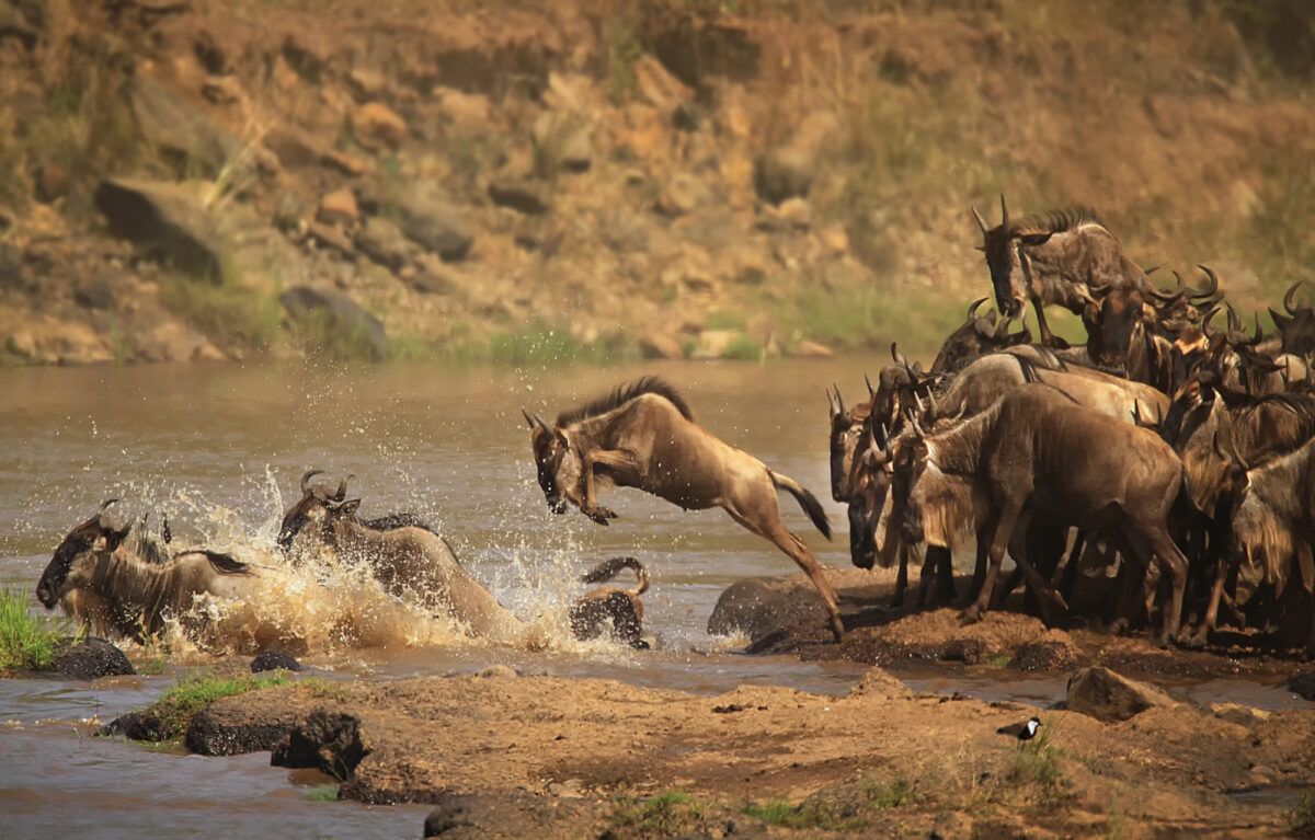 Kenya Mara rivercrossing
