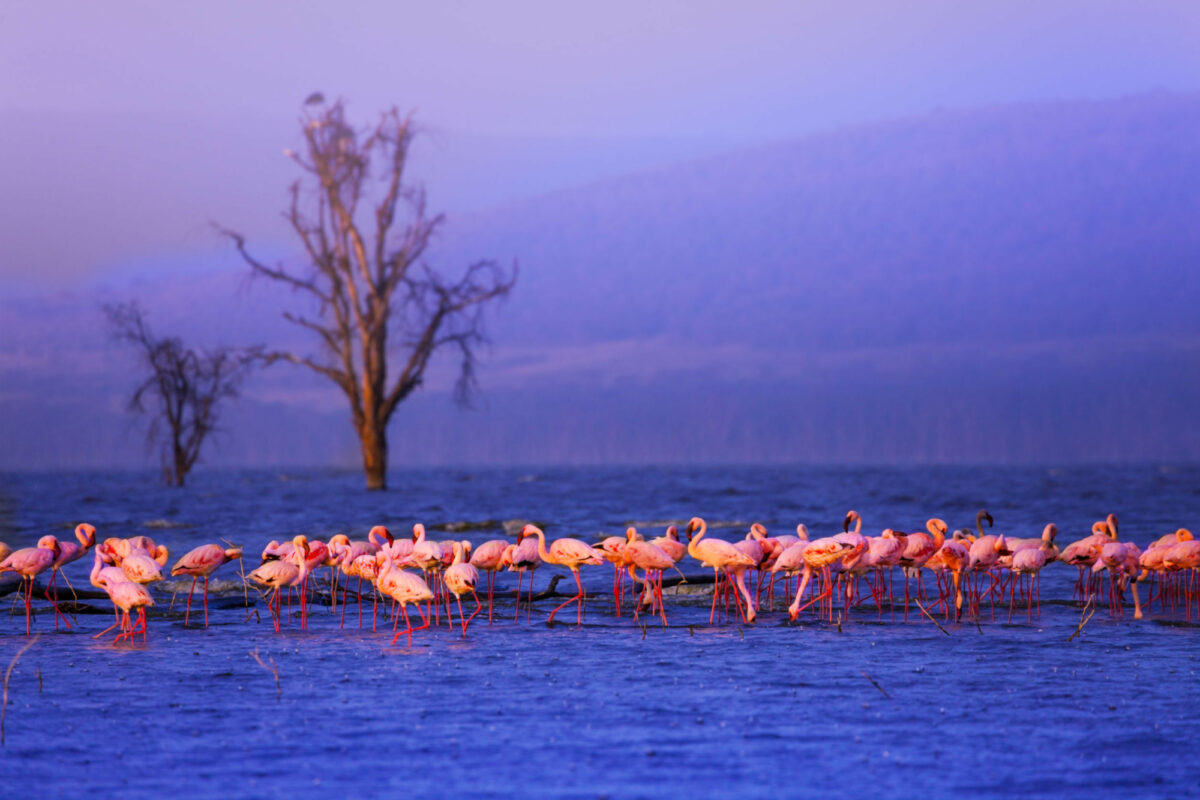 Kenya Nakuru flamingoes2
