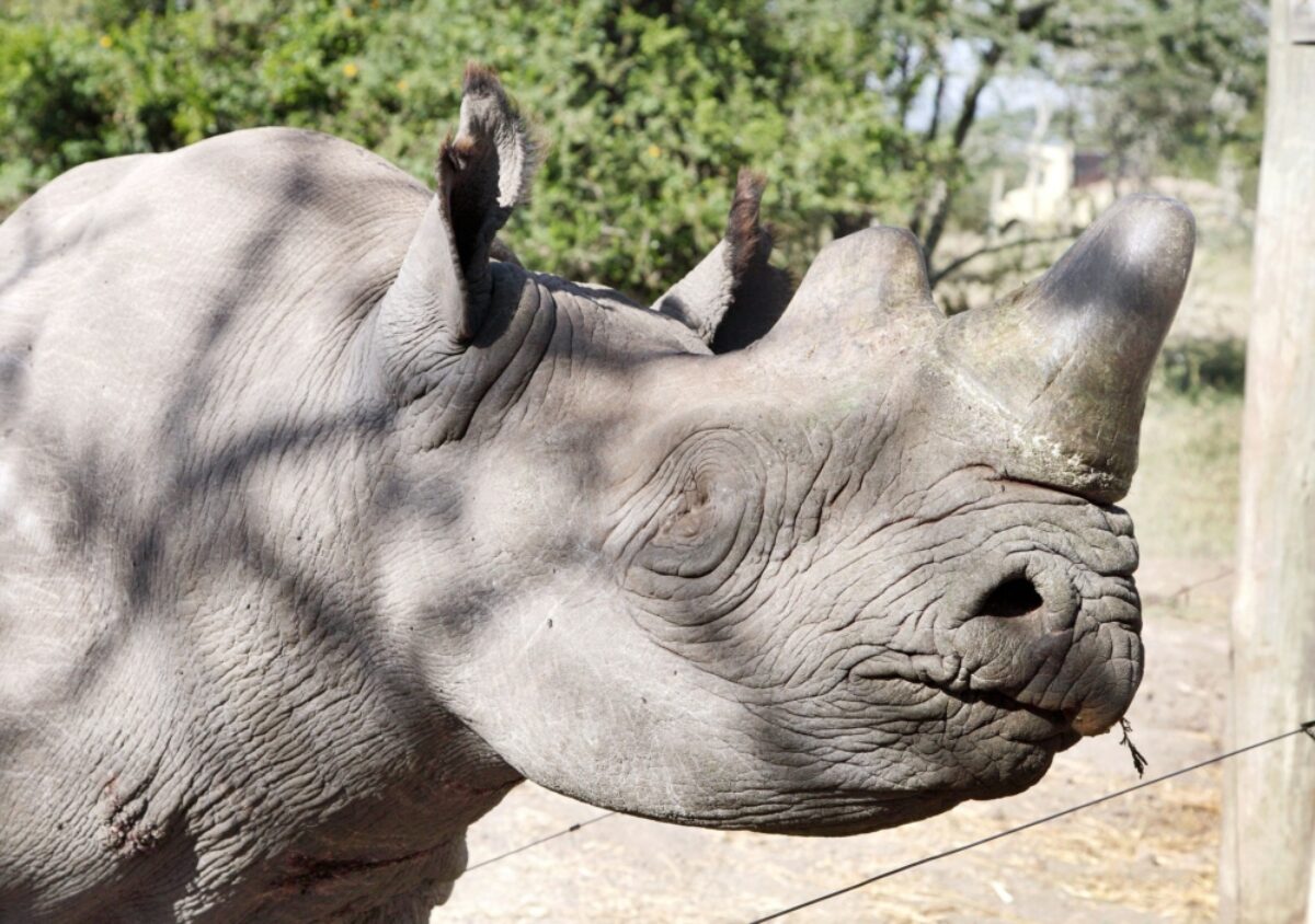 Kenya Ol Pejeta rhinos2