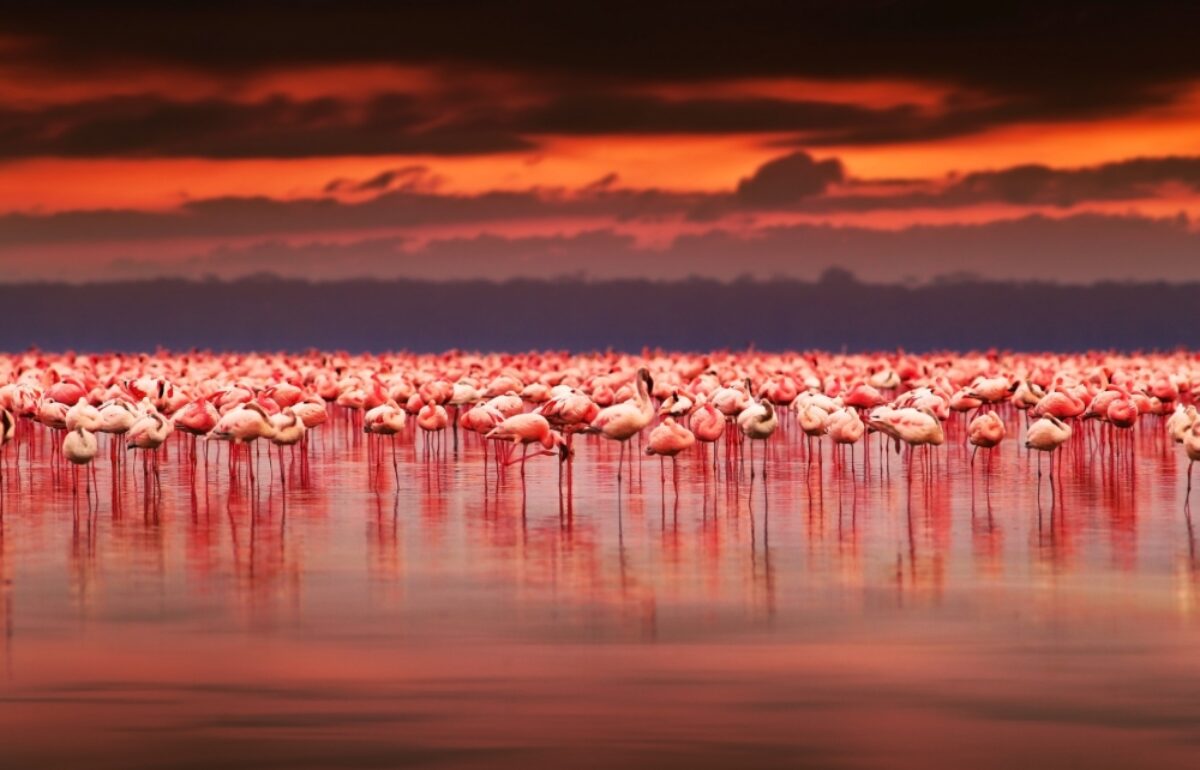 Kenya_flamingo