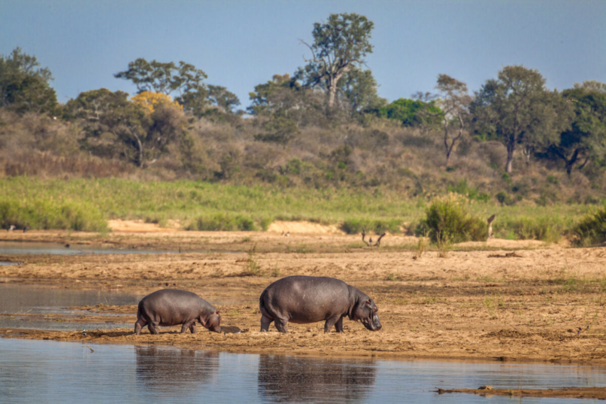Kruger National Park South Africa hippo