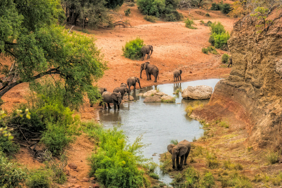 Kruger national park elephants