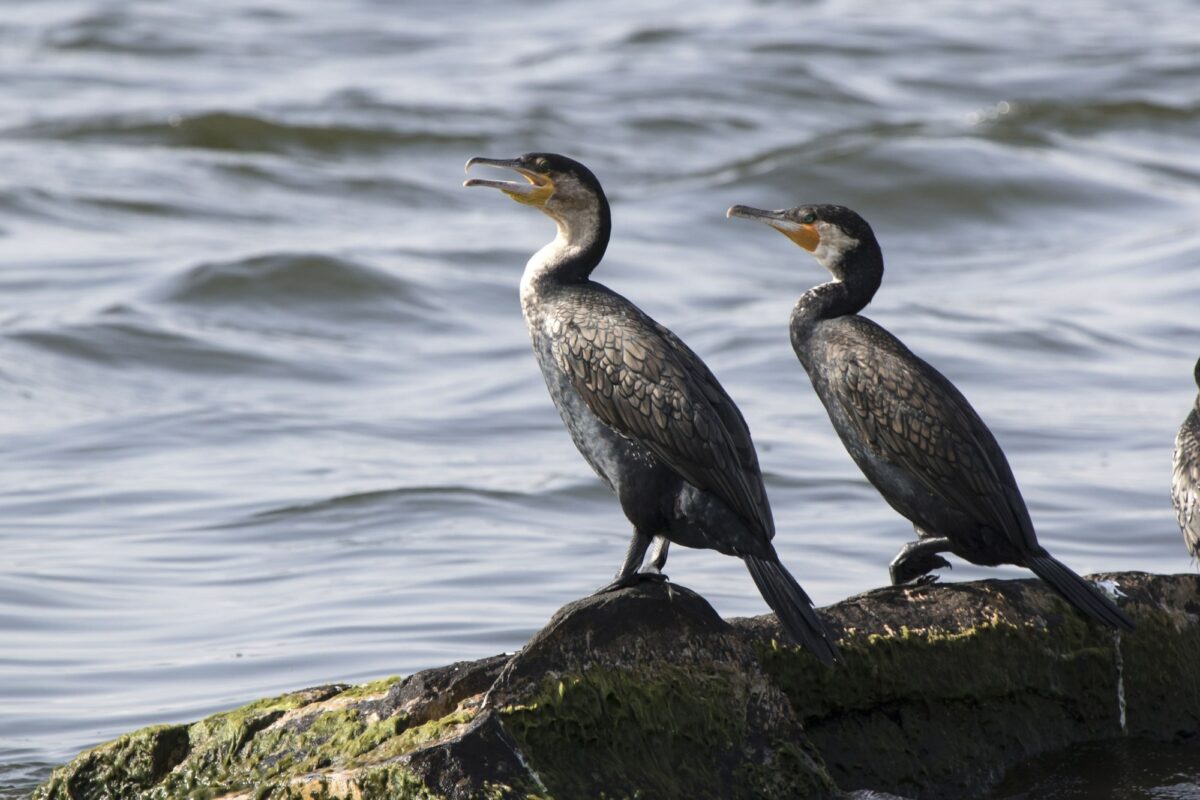 Lake Victoria cormorants