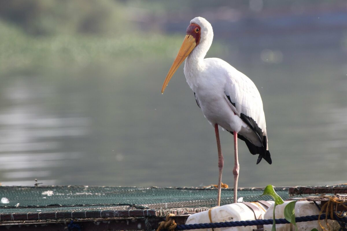 Lake Victoria yellow billed stork