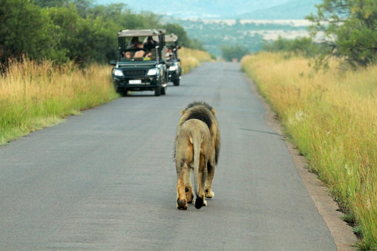 Lion Pilanesberg National Park South Africa