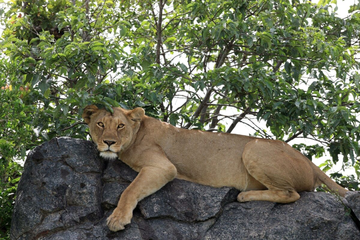 Lion on rock at Simba kopjes in Serengeti Tanzania