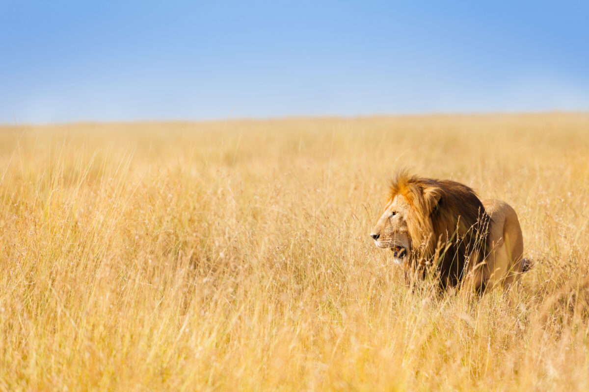Lion safari