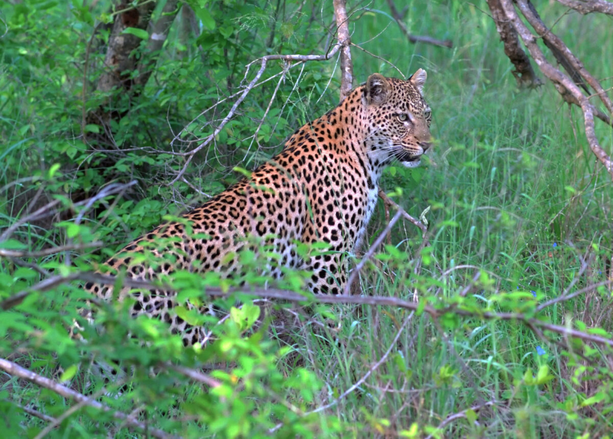 Londolozi Game Reserve South Africa Leopard