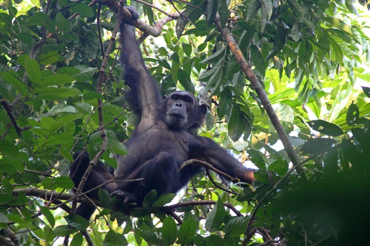 Male chimpanzee Pan troglodytes clinging to a tree in Gombe Stream National Park Tanzania
