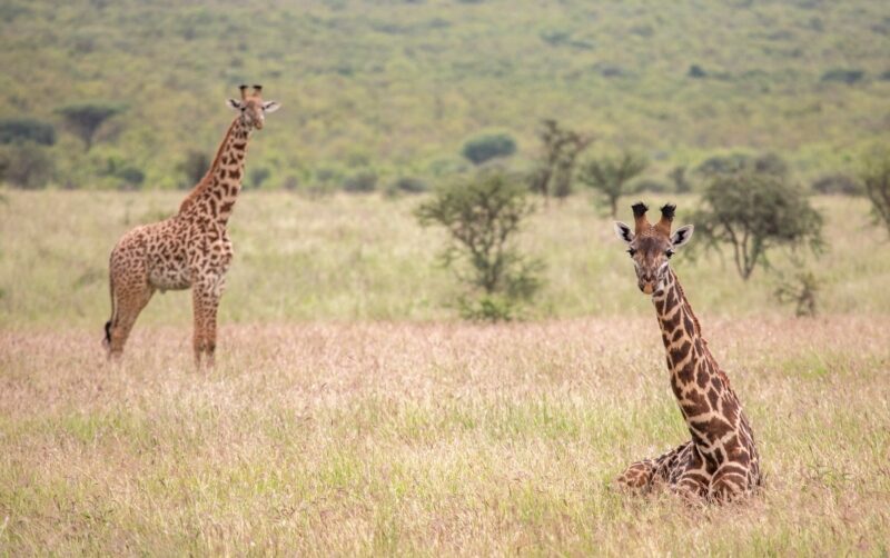 Mikomazi national park in Tanzania
