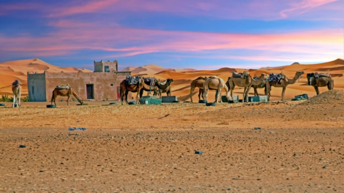 Morocco merzouga camels sunset