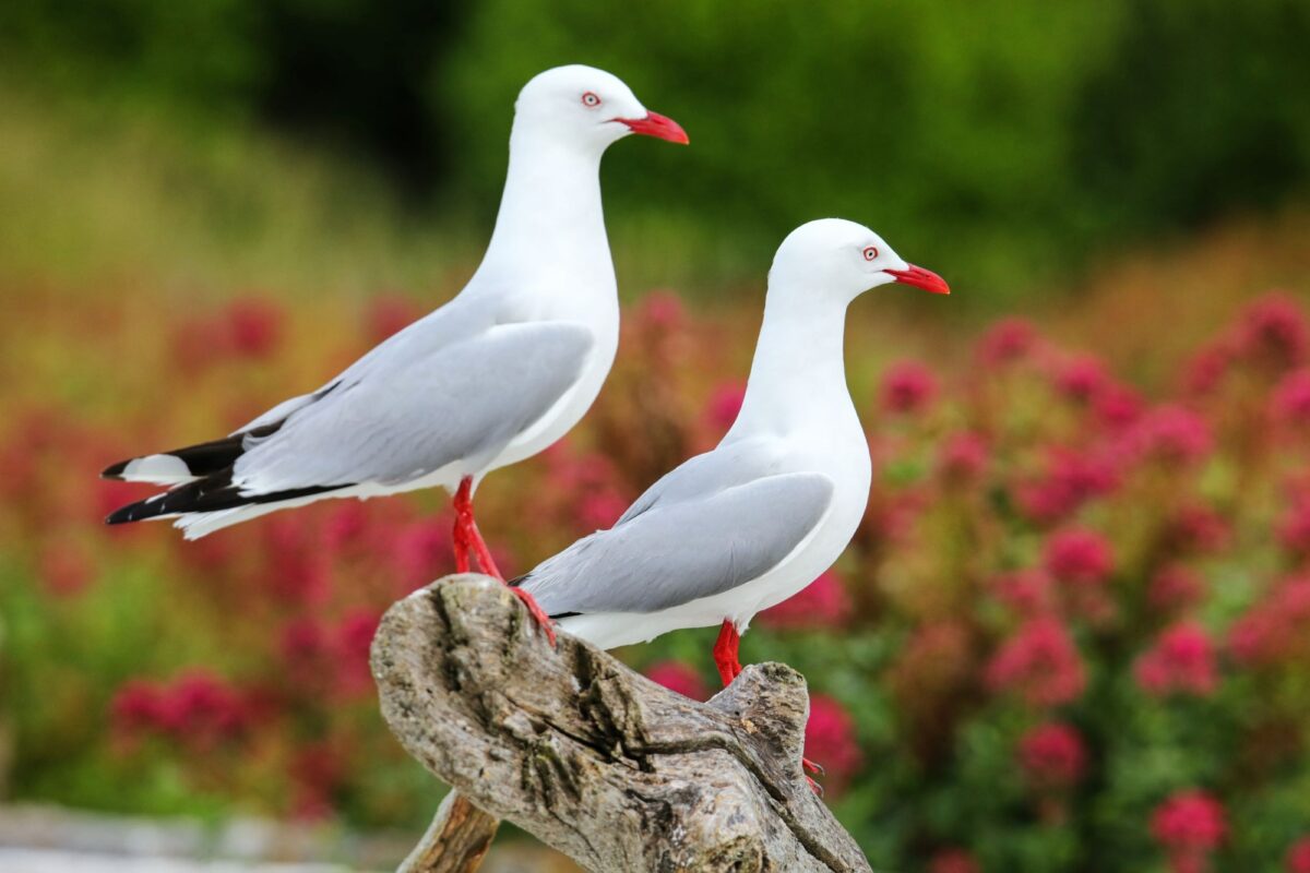NZ Kaikoura Red billed gulls