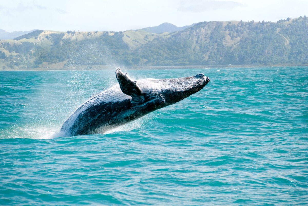 NZ Kaikoura humpback whale