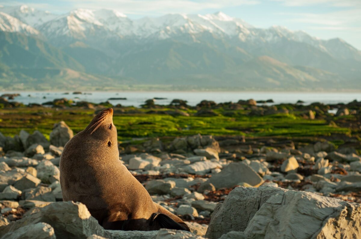 NZ Kaikoura seal
