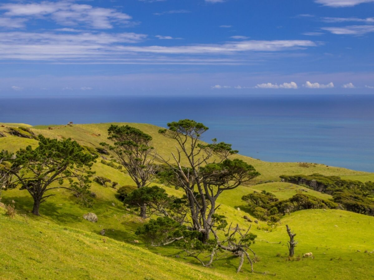 NZ Raglan fields view