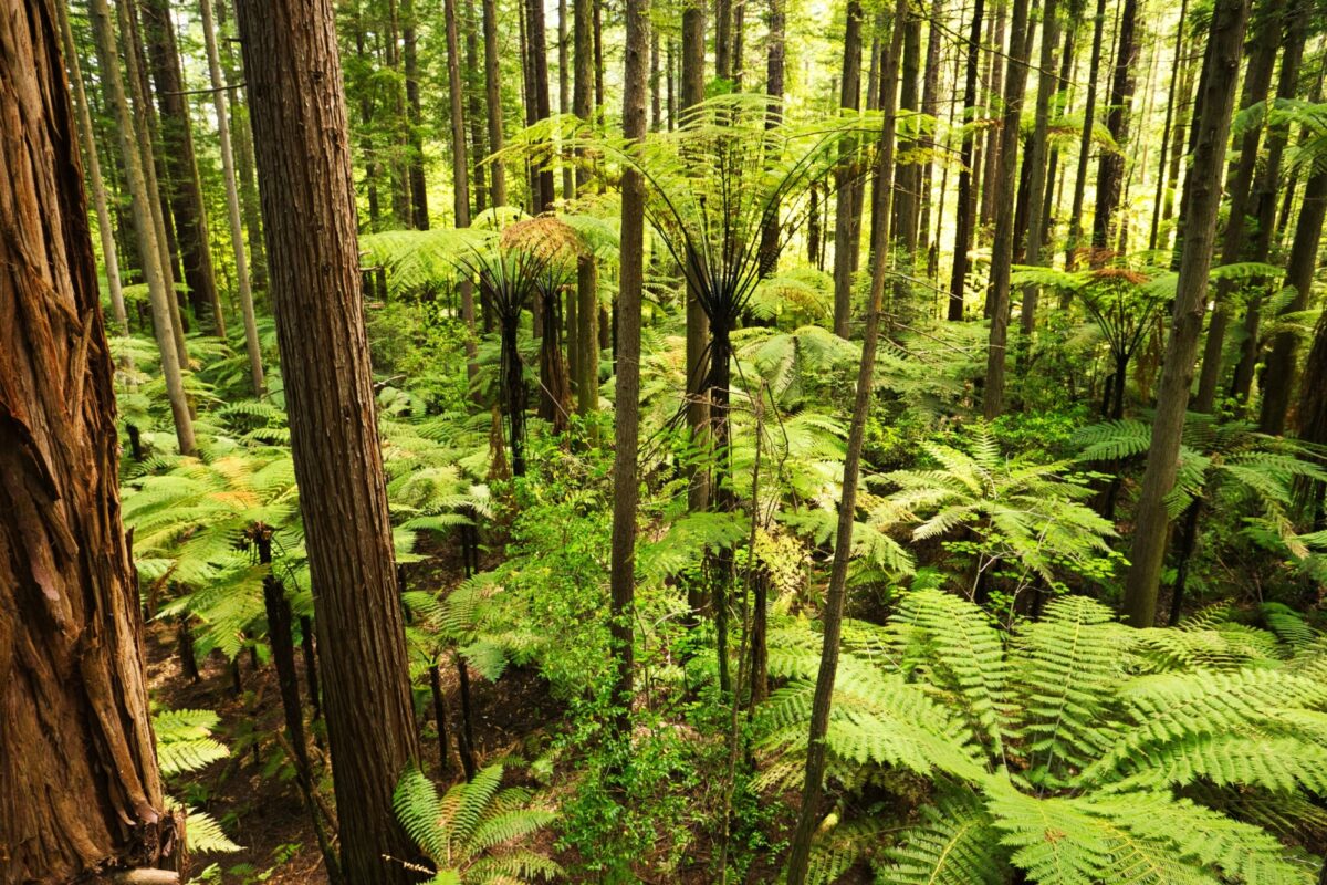 NZ Rotorua Forest of Tree Ferns and Giant Redwoods in Whakarewarewa Forest