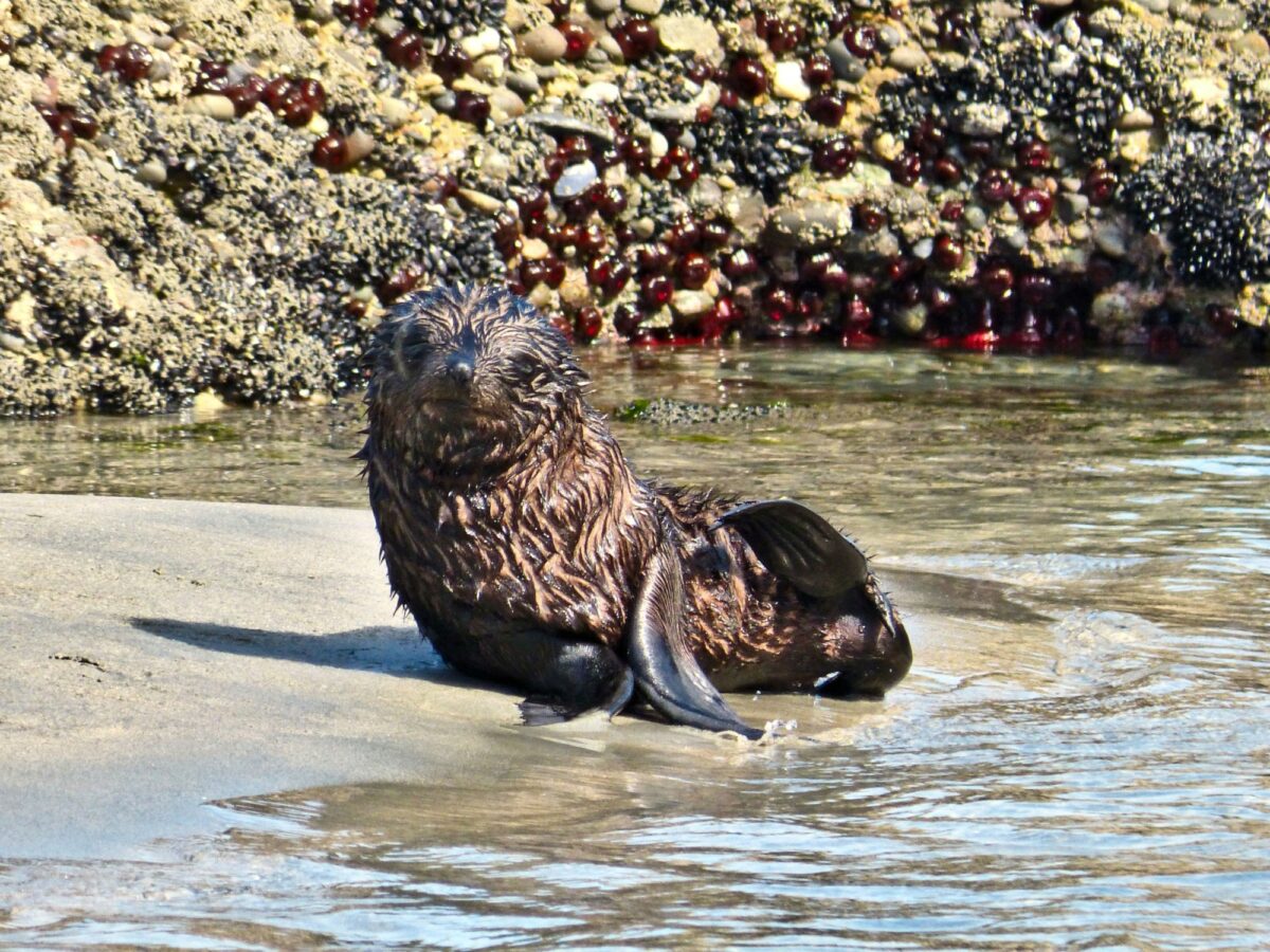 NZ farewell Spit baby seal Wharariki Beach
