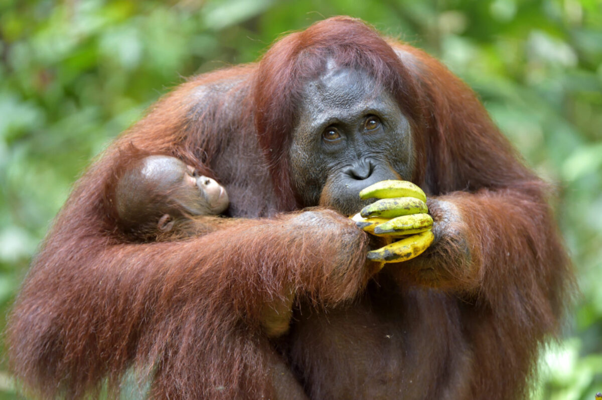 Orangutan-family