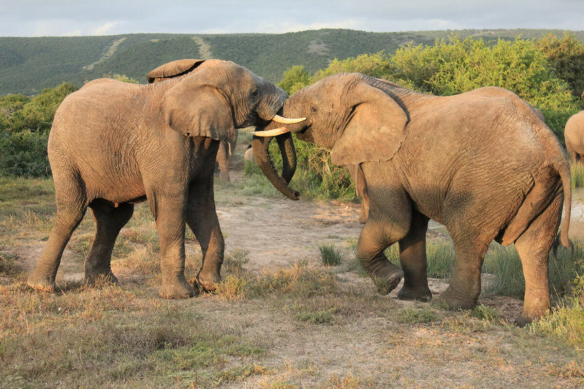 Pair of African Elephants fighting shamwari game reserve south africa