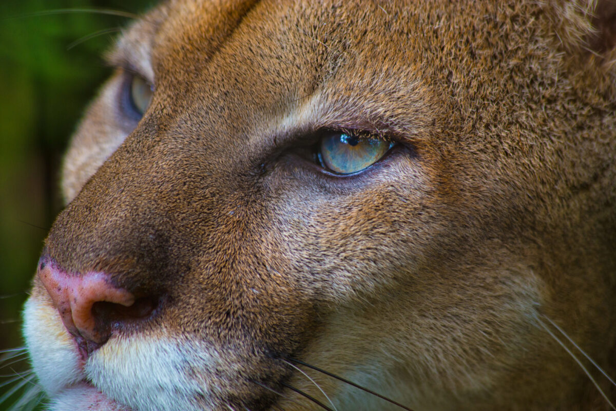 Puma Costa Rica