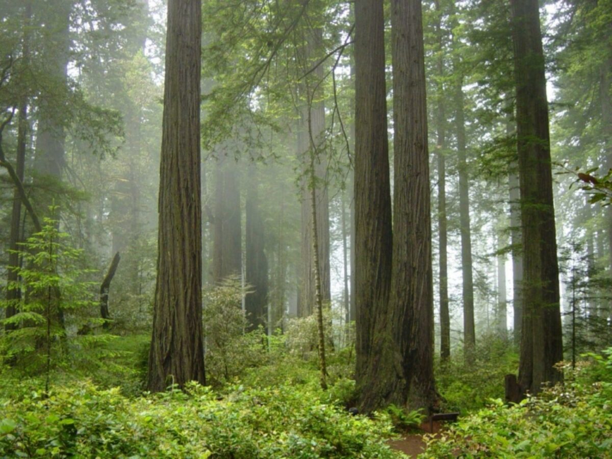 Redwood National Park fog in the forest