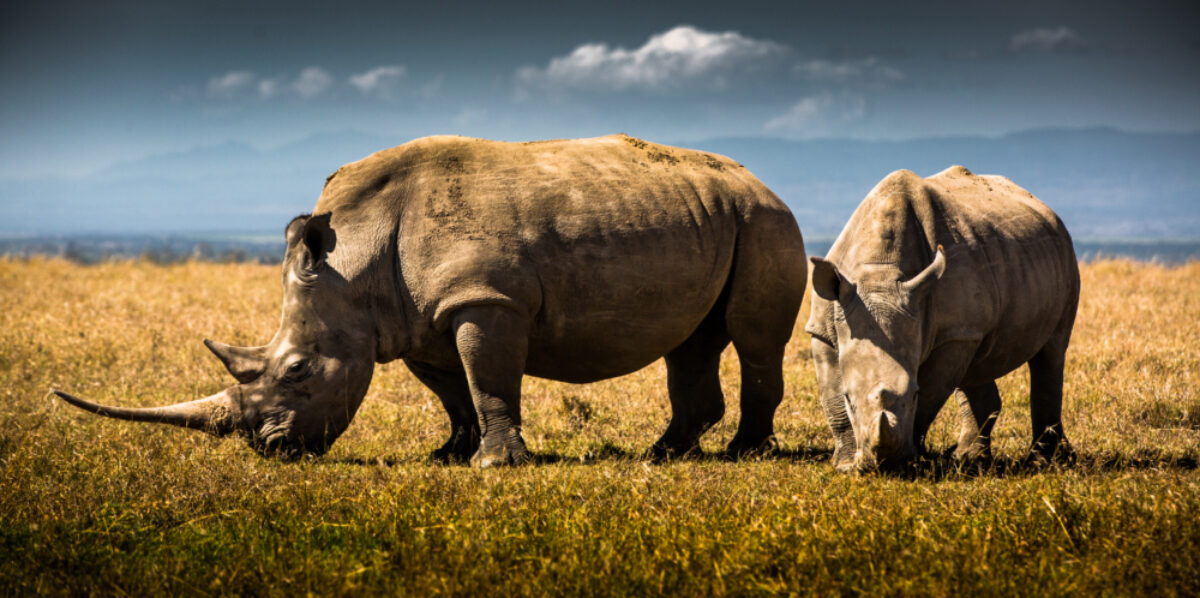 Rhinos-in-Kenya.-Photo-by-Andew-Wegst-for-Wild Aid