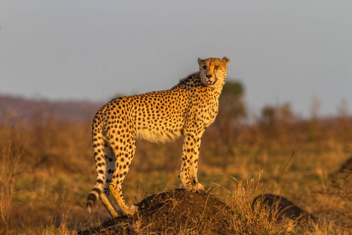 SA_cheetah