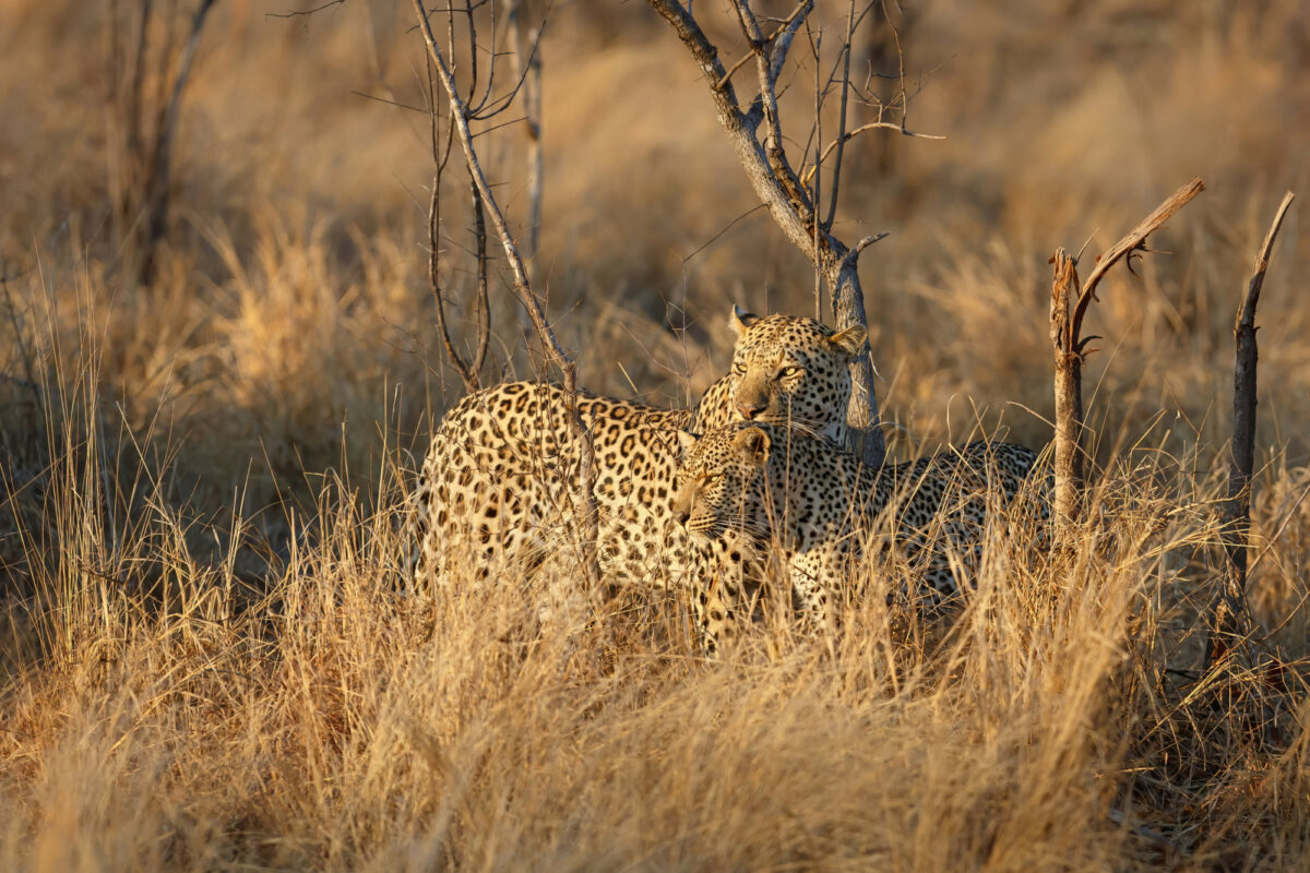 Sabi Sands Game Reserve in the Greater Kruger Region in South Africa